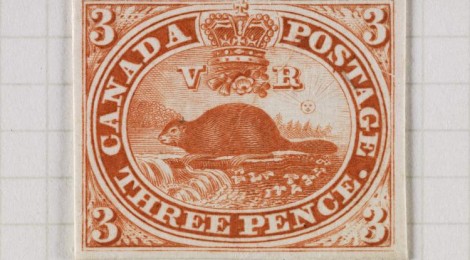 Il castoro del Canada